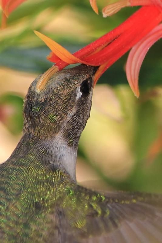 Hummingbirds from backyards and beyond